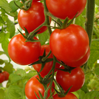 tomates